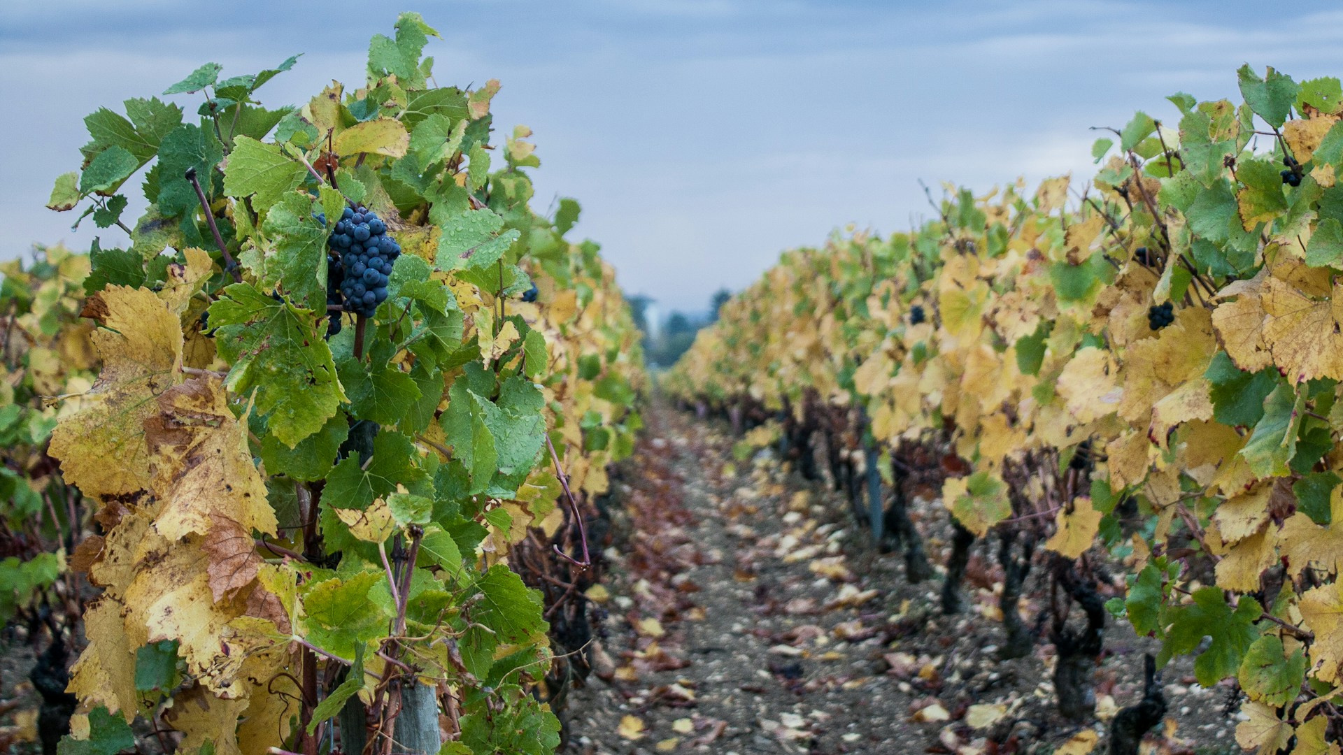 Organiser un week-end dégustation en Bourgogne pour découvrir les meilleurs crus